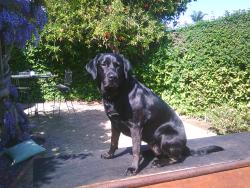 Reunited Female Dog last seen Fair and Fairview in costa mesa, Costa Mesa, CA 92626