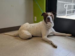 Shelter Stray Male Dog last seen Near BLOCK REDMOND WAY, REDMOND WA 98052, 21615 64th Ave S, Kent, WA 98032, USA
