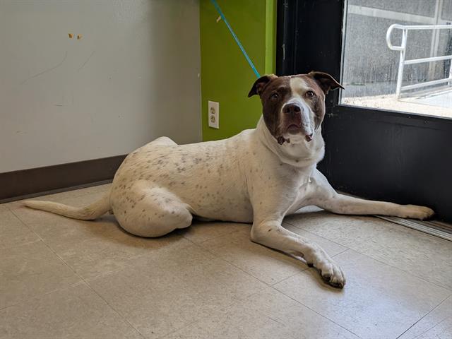 Shelter Stray Male Dog last seen Near BLOCK REDMOND WAY, REDMOND WA 98052, 21615 64th Ave S, Kent, WA 98032, USA