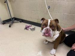 Shelter Stray Male Dog last seen KOSCIUSZKO PARK, 3839 W Burnham St, West Milwaukee, WI 53215, USA