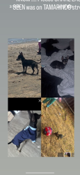 Reunited Male Dog last seen connoley ave & tamrindo st, Chula Vista, CA 91911
