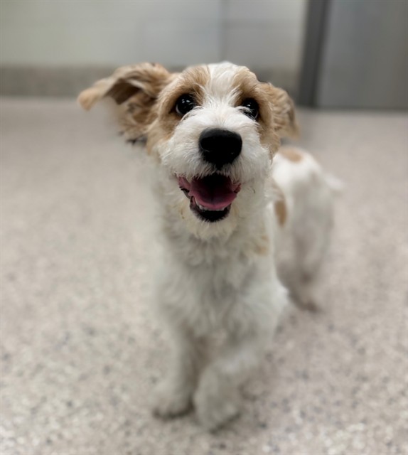 Shelter Stray Male Dog last seen 95TH AND PECOS, 12155 Park Blvd, Brighton, CO 80601, USA