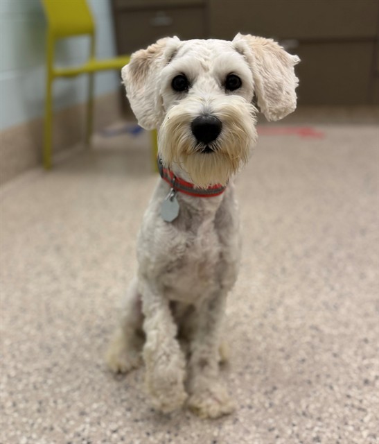 Shelter Stray Male Dog last seen SHOSHONE ST AND ELMWOOD LN, 12155 Park Blvd, Brighton, CO 80601, USA