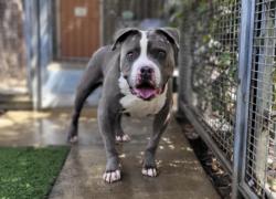 Shelter Stray Male Dog last seen , 957 N Gaffey St, San Pedro, CA 90731, USA