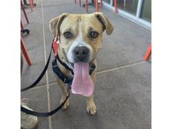Shelter Stray Male Dog last seen 3RD ST/ORCHID LN, 5501 E Van Buren St, Phoenix, AZ 85008, USA