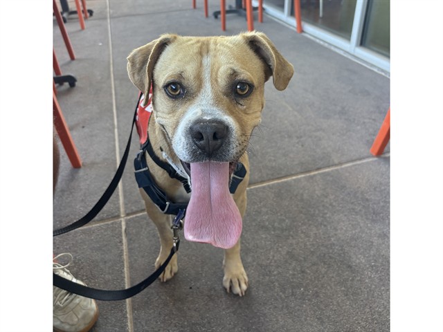 Shelter Stray Male Dog last seen 3RD ST/ORCHID LN, 5501 E Van Buren St, Phoenix, AZ 85008, USA
