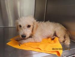 Shelter Stray Female Dog last seen 83RD AVE/OLIVE AVE, 5501 E Van Buren St, Phoenix, AZ 85008, USA
