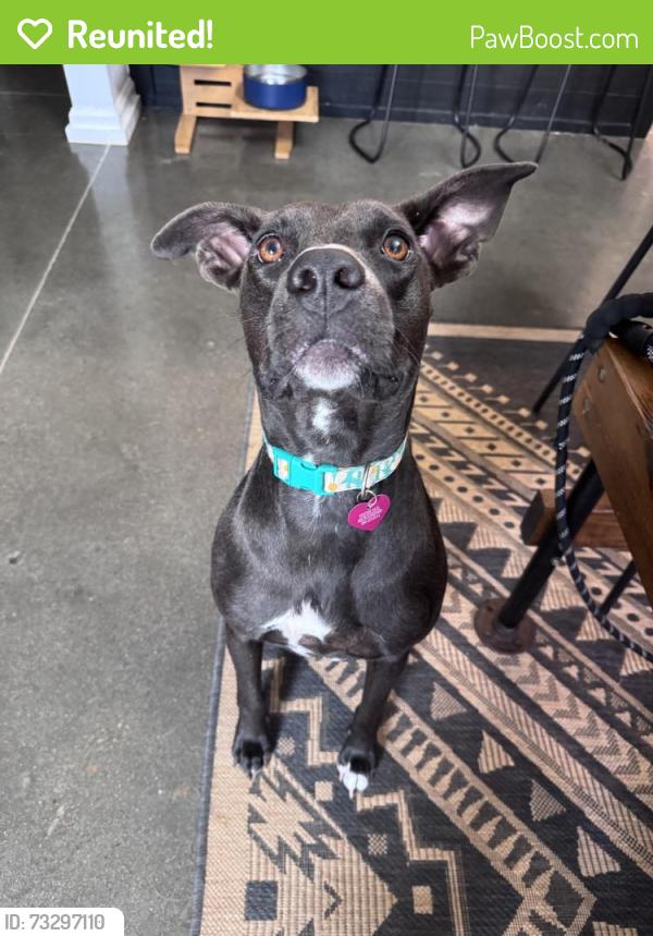 Reunited Female Dog last seen Pistol Club Rd, South Carolina 29640, USA, Pickens County, SC 29640