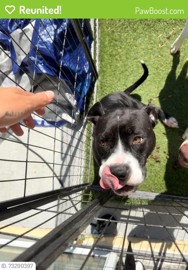 Reunited Female Dog last seen Overland park, Jacksonville, FL 32244