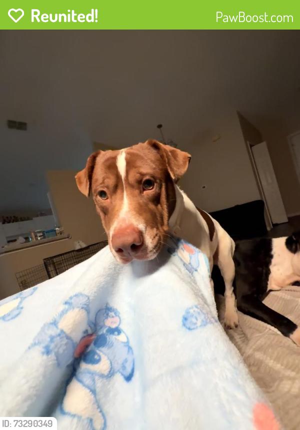 Reunited Male Dog last seen overland park, Jacksonville, FL 32244