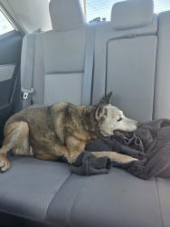 Found/Stray Female Dog last seen Found in the ditch NW. 150th and N. Morgan, Oklahoma City, OK 73099