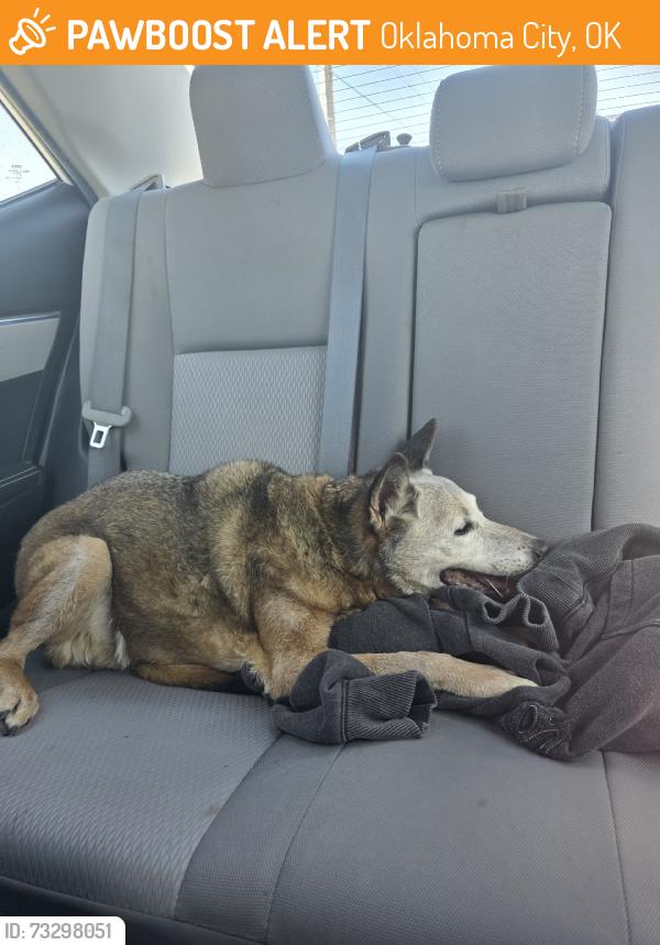 Found/Stray Female Dog last seen Found in the ditch NW. 150th and N. Morgan, Oklahoma City, OK 73099