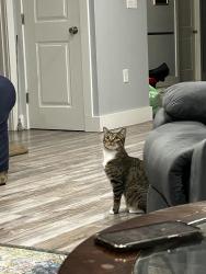 Reunited Female Cat last seen Sebago Lake Rd and Great Falls Road, Gorham, ME 04038