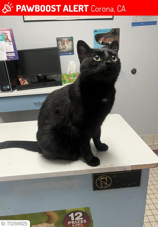 Lost Female Cat last seen Main st and Third St, Corona, CA 92882