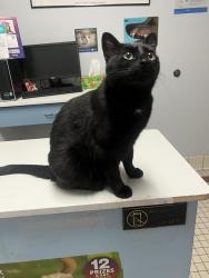 Lost Female Cat last seen Main st and Third St, Corona, CA 92882