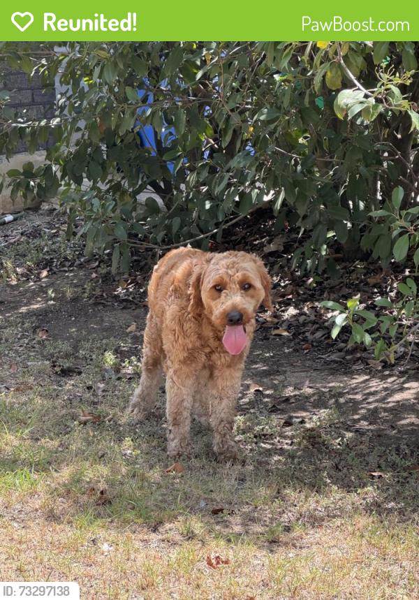 Reunited Male Dog last seen Heatherwilde, gazania dr, Pflugerville, TX 78660