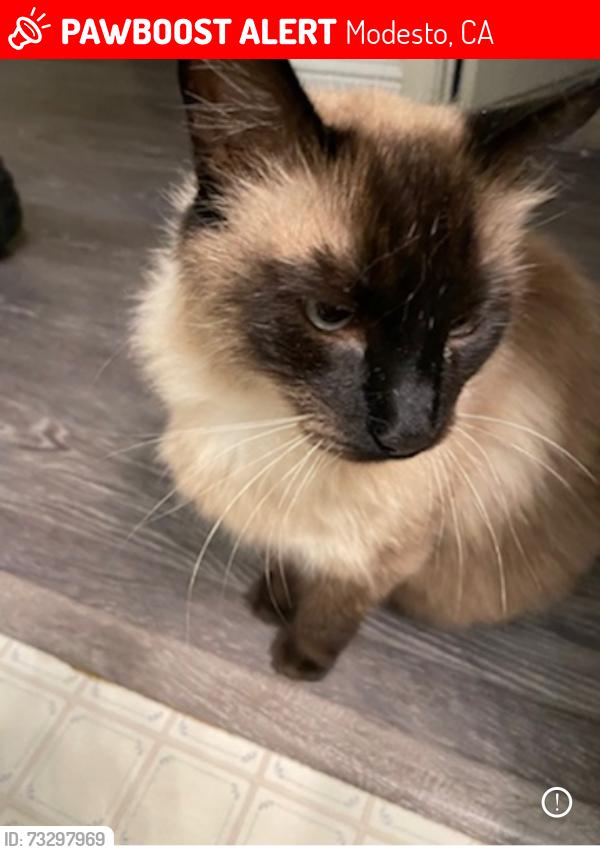 Lost Male Cat last seen Rose Ave/Lifetime dr, Modesto, CA 95355