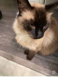 Lost Male Cat last seen Rose Ave/Lifetime dr, Modesto, CA 95355