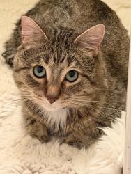 Reunited Male Cat last seen Near 3375 S.Crestwood Dr., Millcreek, UT 84109