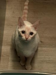 Found/Stray Female Cat last seen Corner of Spaulding and Romaine in West Hollywood, West Hollywood, CA 90046