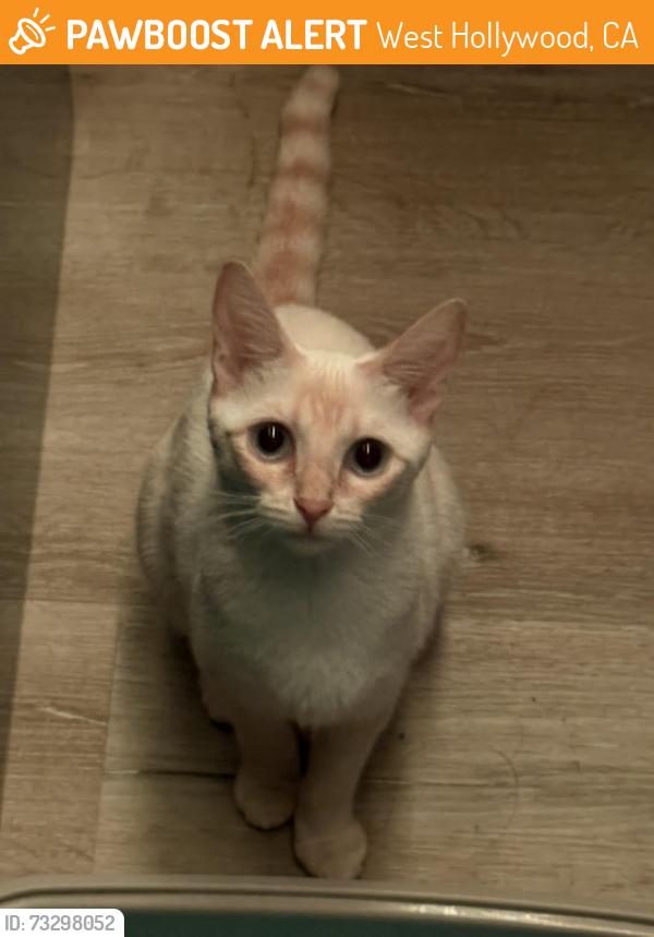 Found/Stray Female Cat last seen Corner of Spaulding and Romaine in West Hollywood, West Hollywood, CA 90046