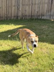 Found/Stray Male Dog last seen Comanche Lookout Park, San Antonio, TX 78207