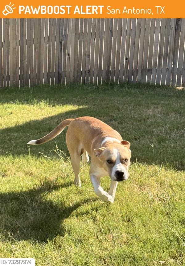 Found/Stray Male Dog last seen Comanche Lookout Park, San Antonio, TX 78207