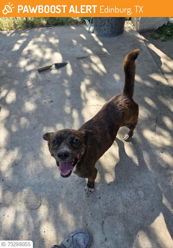 Found/Stray Male Dog last seen West fay, Edinburg, TX 78539
