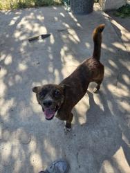 Found/Stray Male Dog last seen West fay, Edinburg, TX 78539