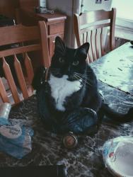 Reunited Female Cat last seen Near North main street or petro save, Brockton, MA 02301
