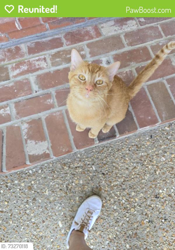 Reunited Male Cat last seen I-44 and Highway 50, Union, MO 63089