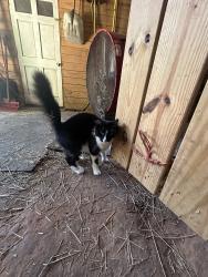 Lost Female Cat last seen Daydream Rescue Sanctuary, Gainesville, GA 30507