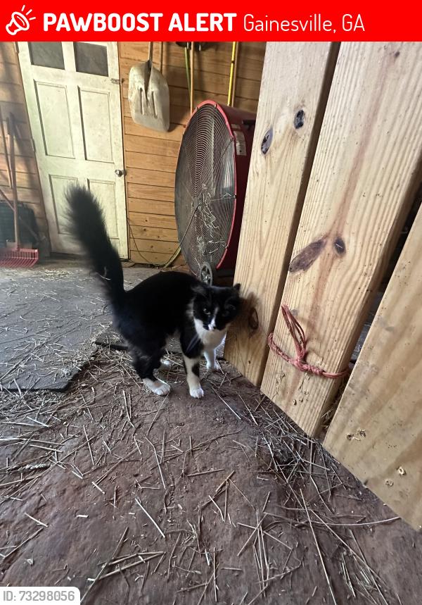 Lost Female Cat last seen Daydream Rescue Sanctuary, Gainesville, GA 30507