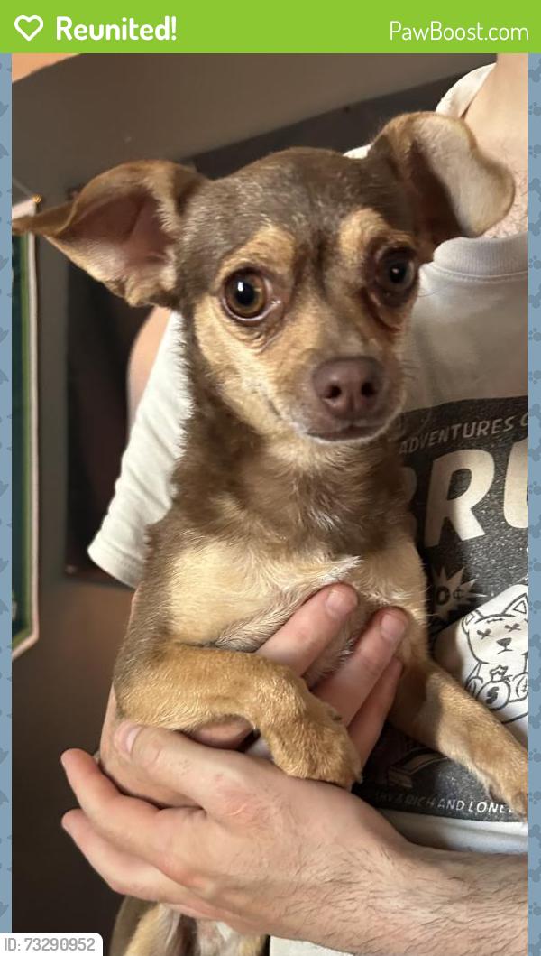 Reunited Male Dog last seen Corner of Amboy drive and Gazelle drive, Las Vegas, NV 89108