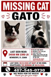 Lost Male Cat last seen Near nw 23rd lane newberry florida, Newberry, FL 32669
