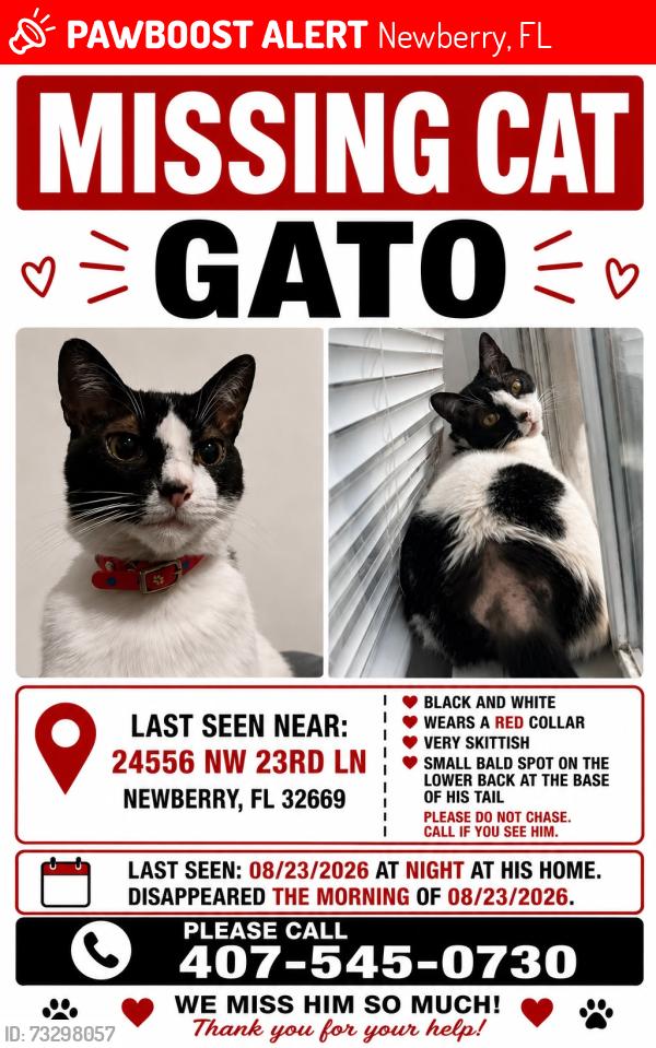 Lost Male Cat last seen Near nw 23rd lane newberry florida, Newberry, FL 32669