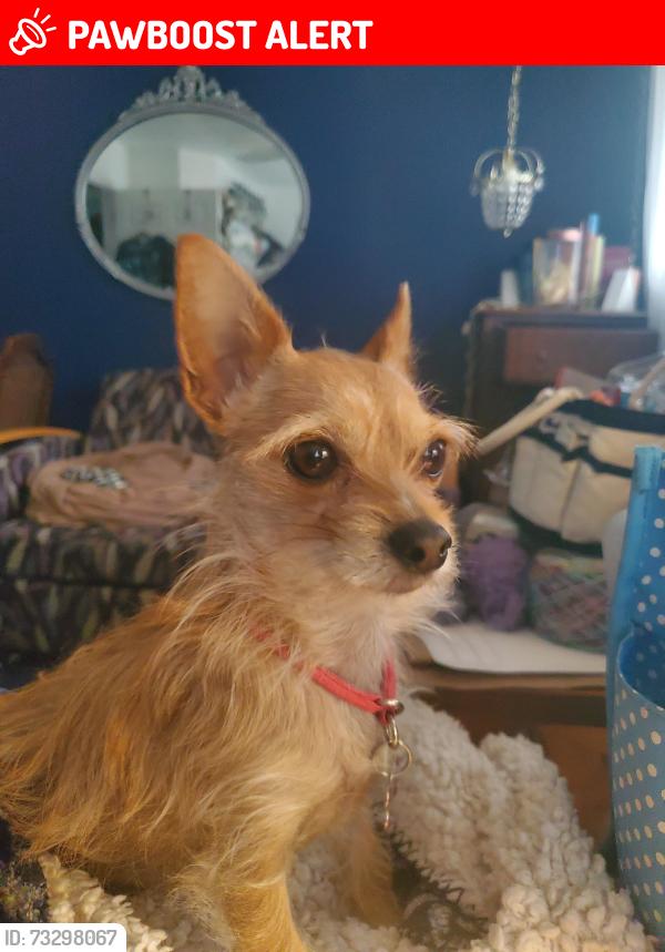 Lost Female Dog last seen Montebello Dr W, Colorado Springs, CO 80918