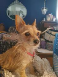 Lost Female Dog last seen Montebello Dr W, Colorado Springs, CO 80918