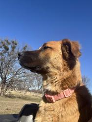 Lost Male Dog last seen Westech. Crosslin. Valley view. We live next to exit 192 off I40 by the biscuit Hill gas station, Shawnee, OK 74804