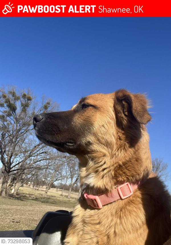 Lost Male Dog last seen Westech. Crosslin. Valley view. We live next to exit 192 off I40 by the biscuit Hill gas station, Shawnee, OK 74804