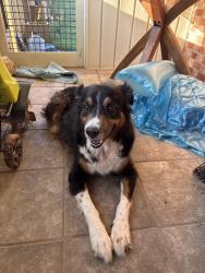 Reunited Male Dog last seen Wilson’s Creek, Brown Mountain Beach Rd, NC 28611