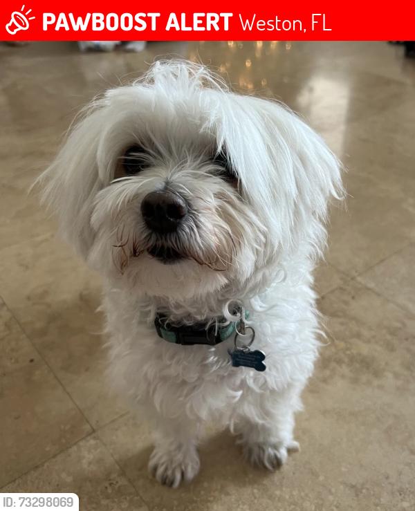 Lost Male Dog last seen Isles at Weston N coquina way, Weston 33332, Weston, FL 33332