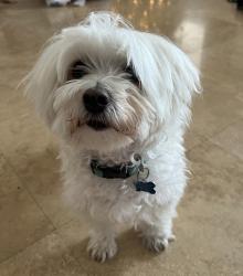 Lost Male Dog last seen Isles at Weston N coquina way, Weston 33332, Weston, FL 33332