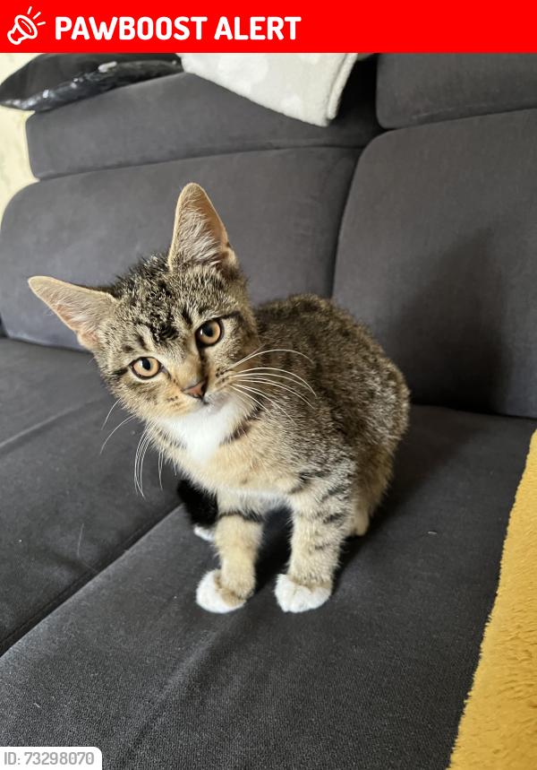 Lost Male Cat last seen Northolt, Greater London, England UB5 4LG