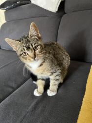 Lost Male Cat last seen Northolt, Greater London, England UB5 4LG