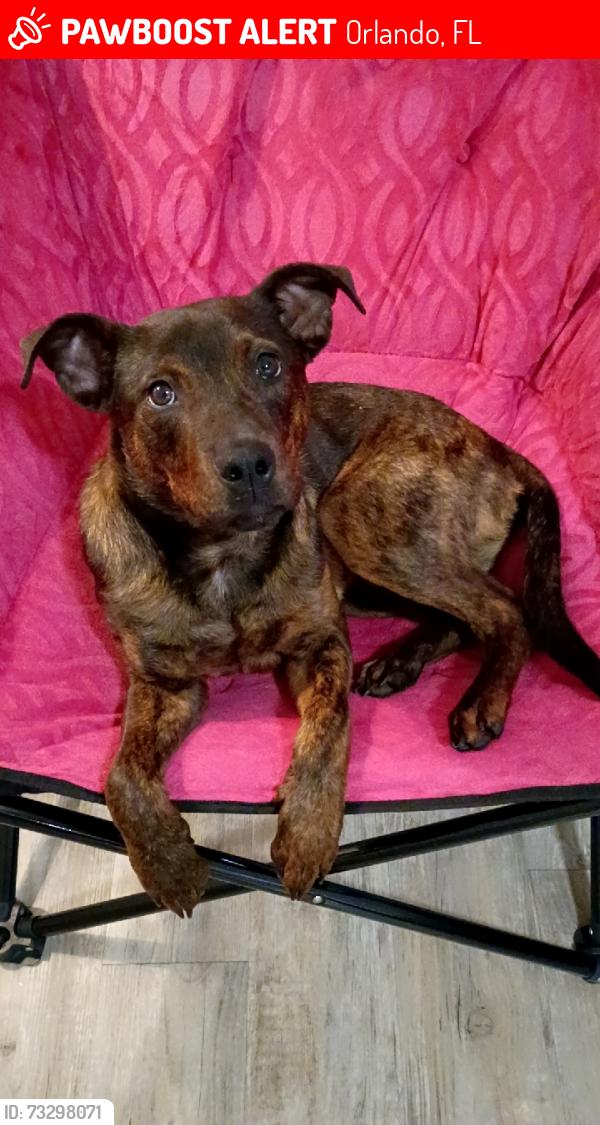 Lost Male Dog last seen Colonial dr, Orlando, FL 32826