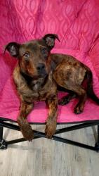 Lost Male Dog last seen Colonial dr, Orlando, FL 32826