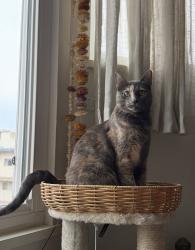 Reunited Female Cat last seen 16th and Dolores, San Francisco, CA 94103