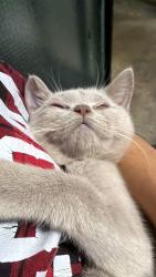Reunited Male Cat last seen Field mead Graham Parrk est, Greater London, England NW9 5RP