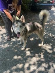 Shelter Stray Male Dog last seen Near Woodlawn St, Belmont, NC, 1491 Business Park Ct, Gastonia, NC 28052, USA